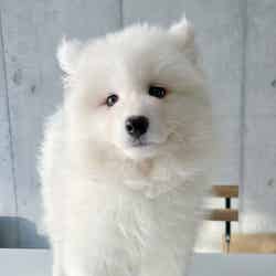 2号店の赤ちゃん/提供素材