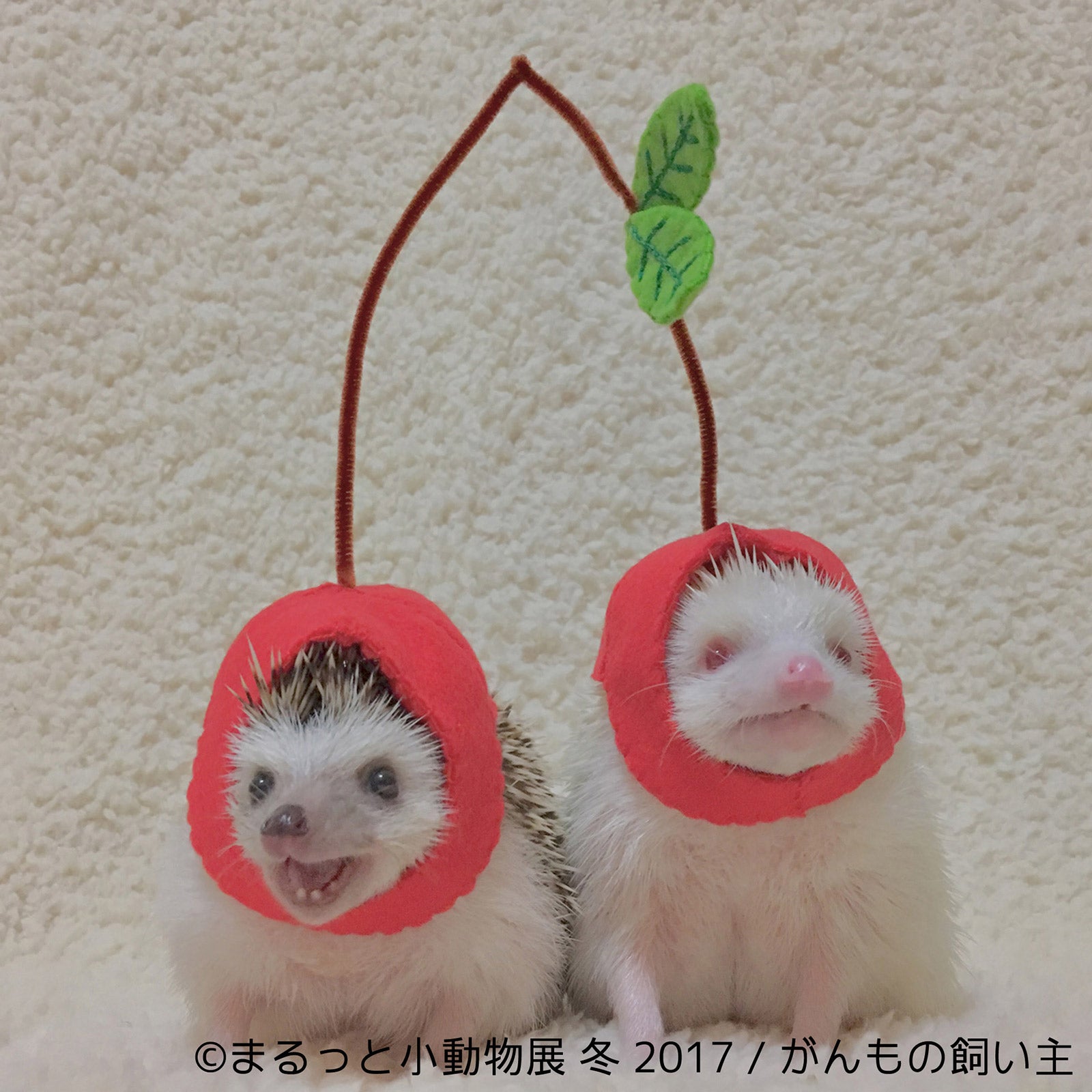 「まるっと小動物展 冬 2017」／画像提供：株式会社BACON