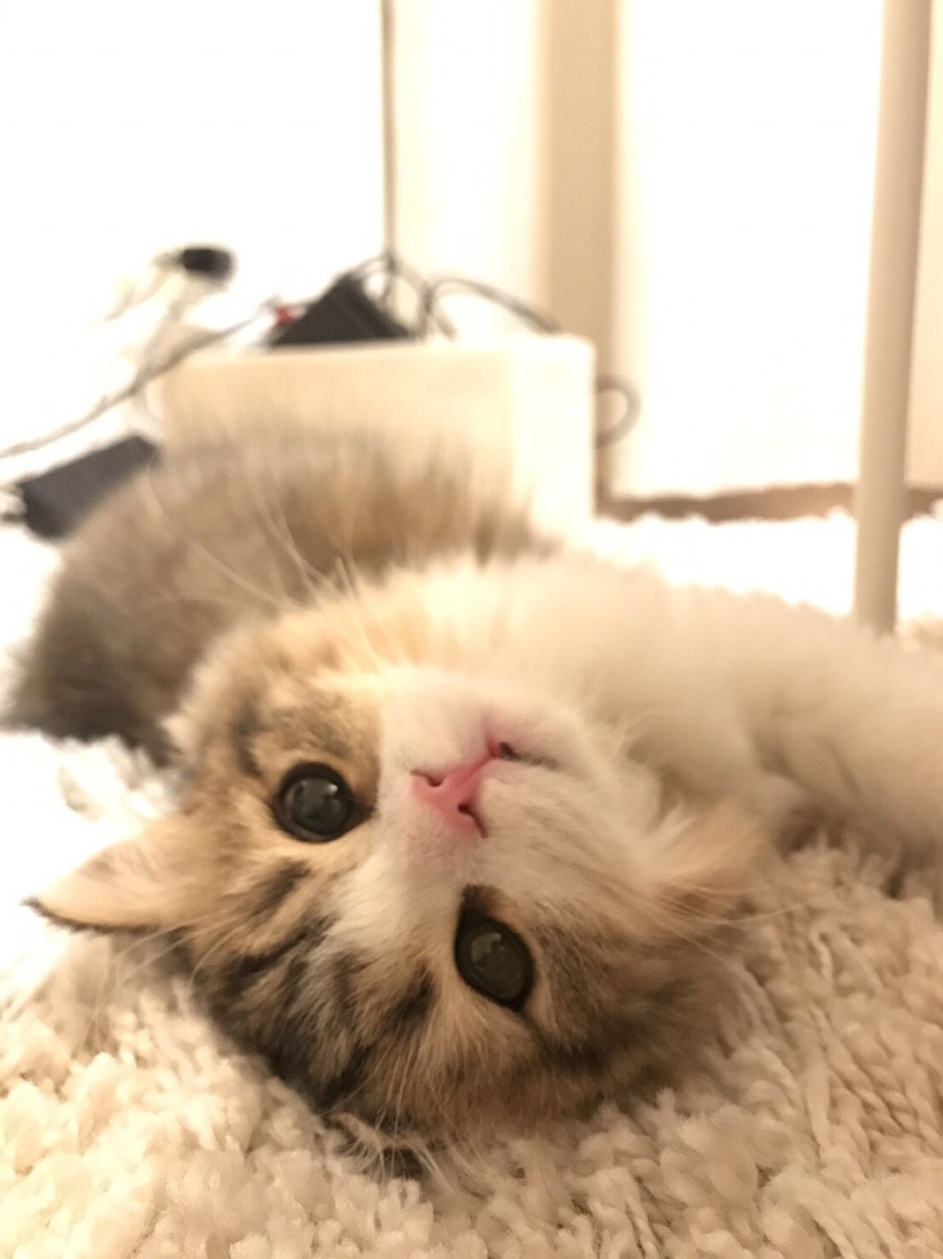 ぽんず／画像提供：所属事務所