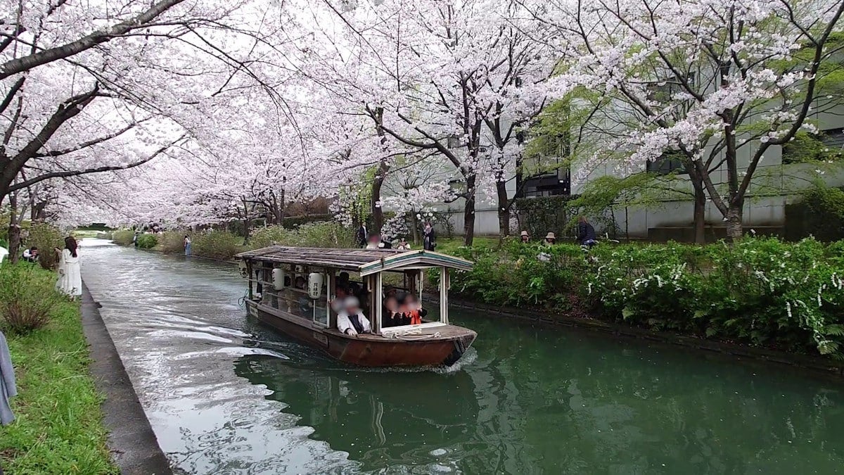 桜のトンネルとなった水路をゆったりと進む伏見十石舟（2024年4月5日撮影）