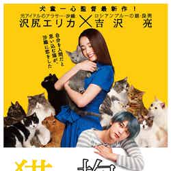沢尻エリカ、吉沢亮「猫は抱くもの」ティザーポスター（C）2018「猫は抱くもの」製作委員会