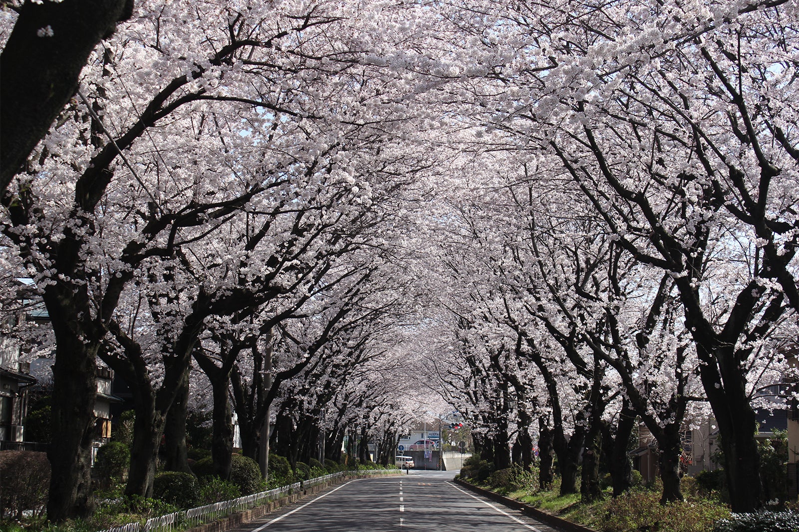 綾瀬市／綾西緑地の桜並木／画像提供：綾瀬市