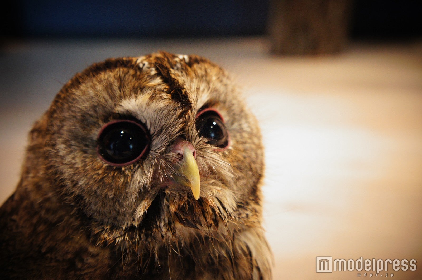 ふくろうがお出迎え／画像提供：ナックス