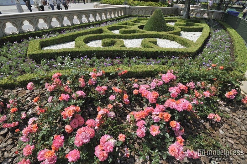 ディズニーランドローズ（5月中旬～下旬）／ディズニーランド・キャッスルフォアコート花壇／（C）Disney