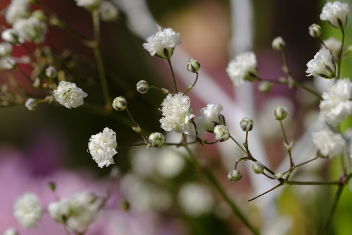 尊敬 の意味をもつ花言葉18選 感謝の気持ちも伝わる贈り物に最適な花達 モデルプレス