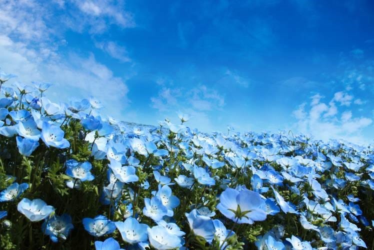 関西最大規模100万株のネモフィラが咲く!大阪で「ネモフィラ祭り」初開催