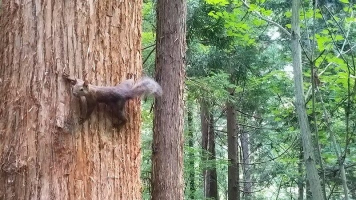 木々の間には、あのアイドルの姿も……