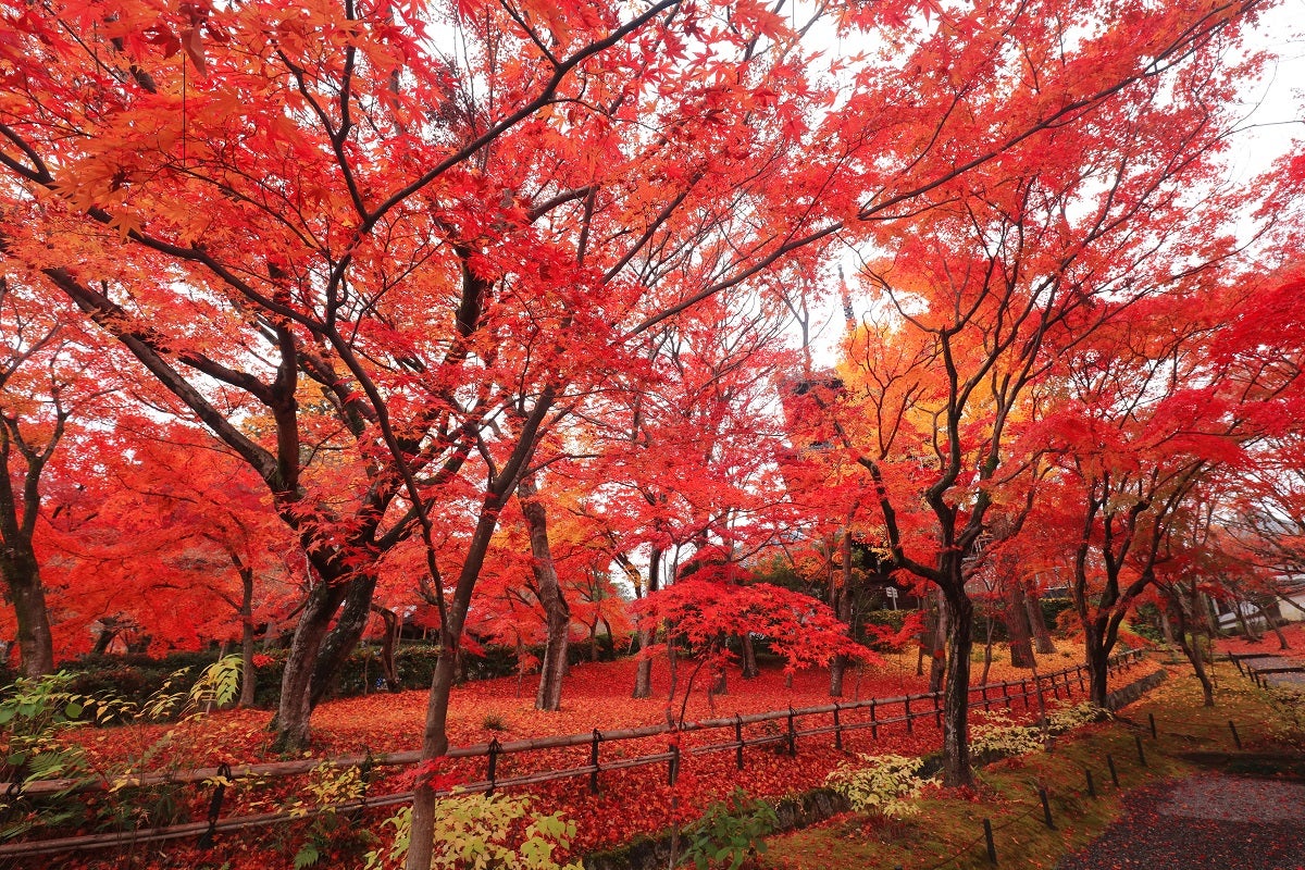 真如堂（提供元：真如堂）