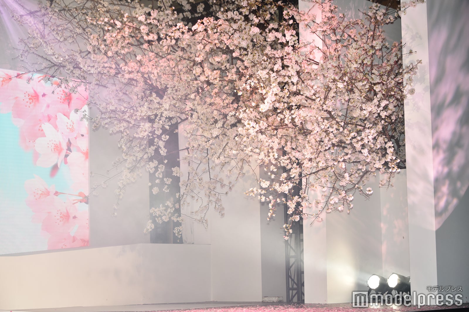 「桜のような僕の恋人」プレミアイベントに咲いていた桜 （C）モデルプレス