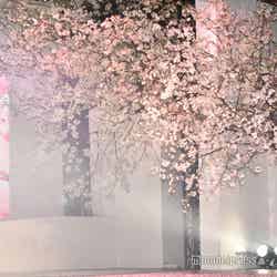 「桜のような僕の恋人」プレミアイベントに咲いていた桜 （C）モデルプレス