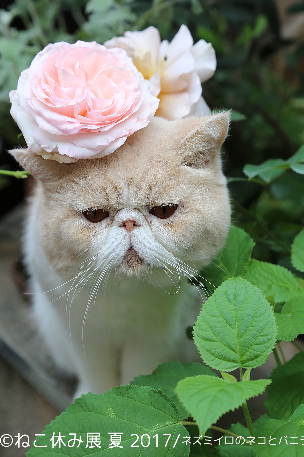 ねこ休み展／画像提供：BACON