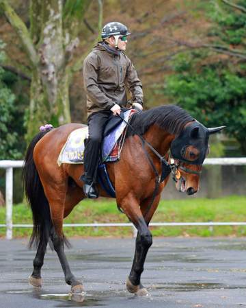 【大阪杯】ファウストラーゼン 大駆けの予感 岩田康と初コンビで一変だ 陣営「変化をもたらしてくれるジョッキー」