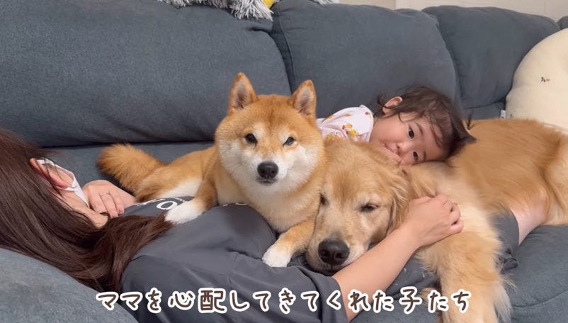 体調不良のママを気遣う愛情の輪！豆柴とゴールデンが見せた家族の絆に涙