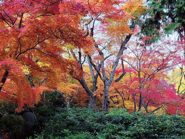 常寂光寺／Momiji at Jojakkoji by kimubert