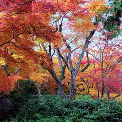 常寂光寺/Momiji at Jojakkoji by kimubert