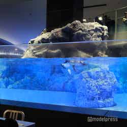 すみだ水族館(C)モデルプレス