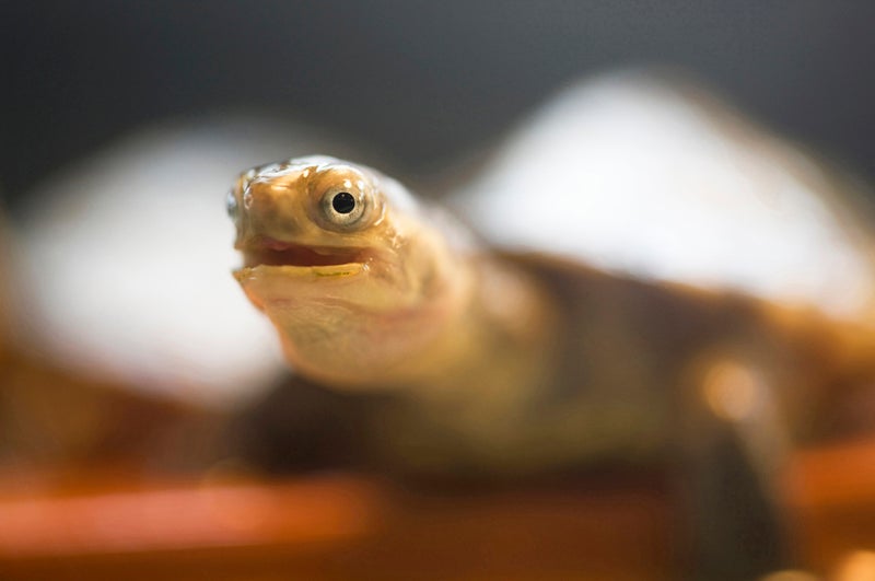 人間が は虫類 になったら 身長が16 15mになる モデルプレス