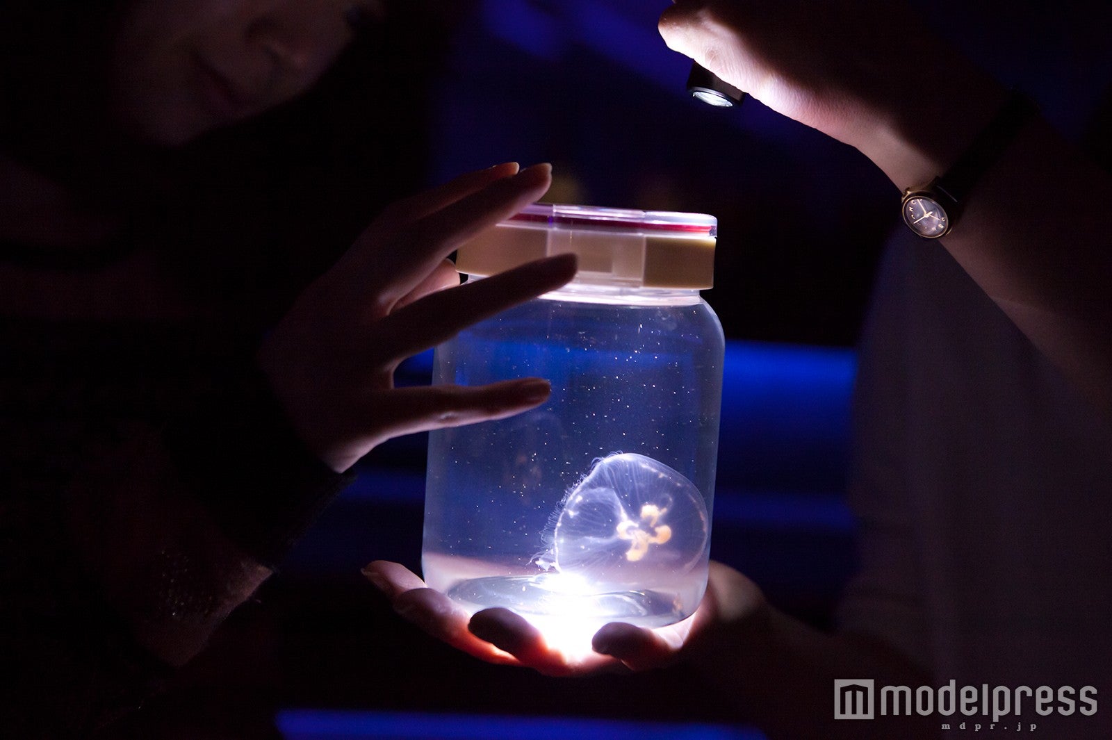 ふわふわクラゲ／画像提供：すみだ水族館