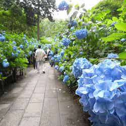 梅雨の時期が見ごろ!鎌倉あじさい散歩おすすめスポット3選/明月院 by veroyama