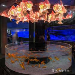 すみだ水族館(C)モデルプレス