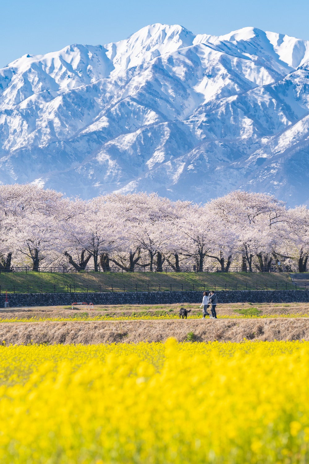 春の四重奏／提供画像