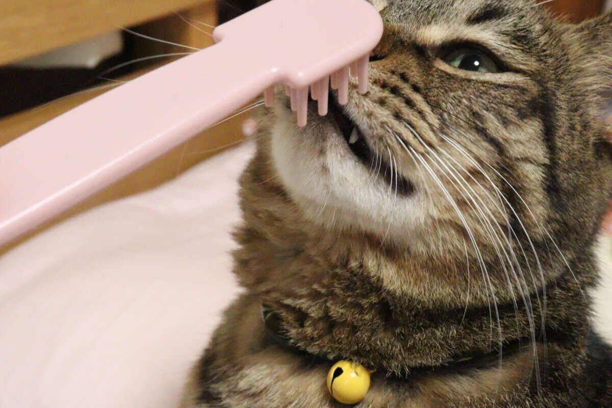 茶トラ猫がピンク色のブラシの小さい方で顔をこすりつける