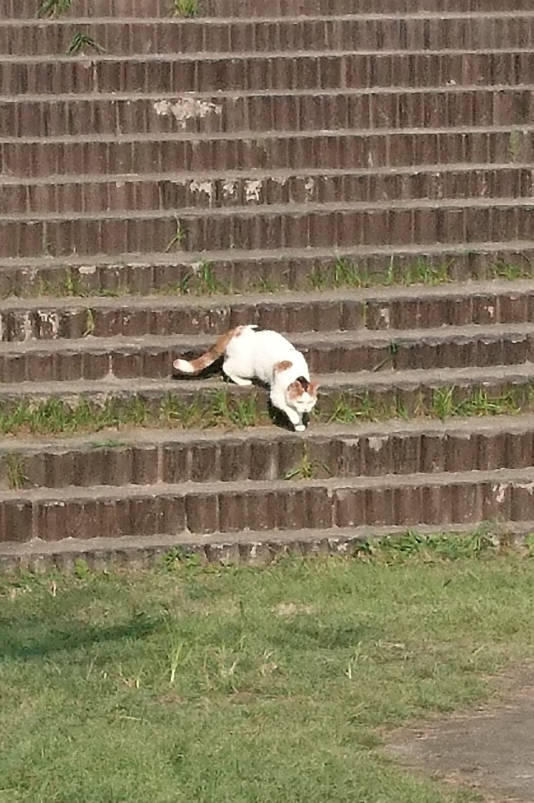 みーこ（C）此元和津也（秋田書店）／「セトウツミ」製作委員会