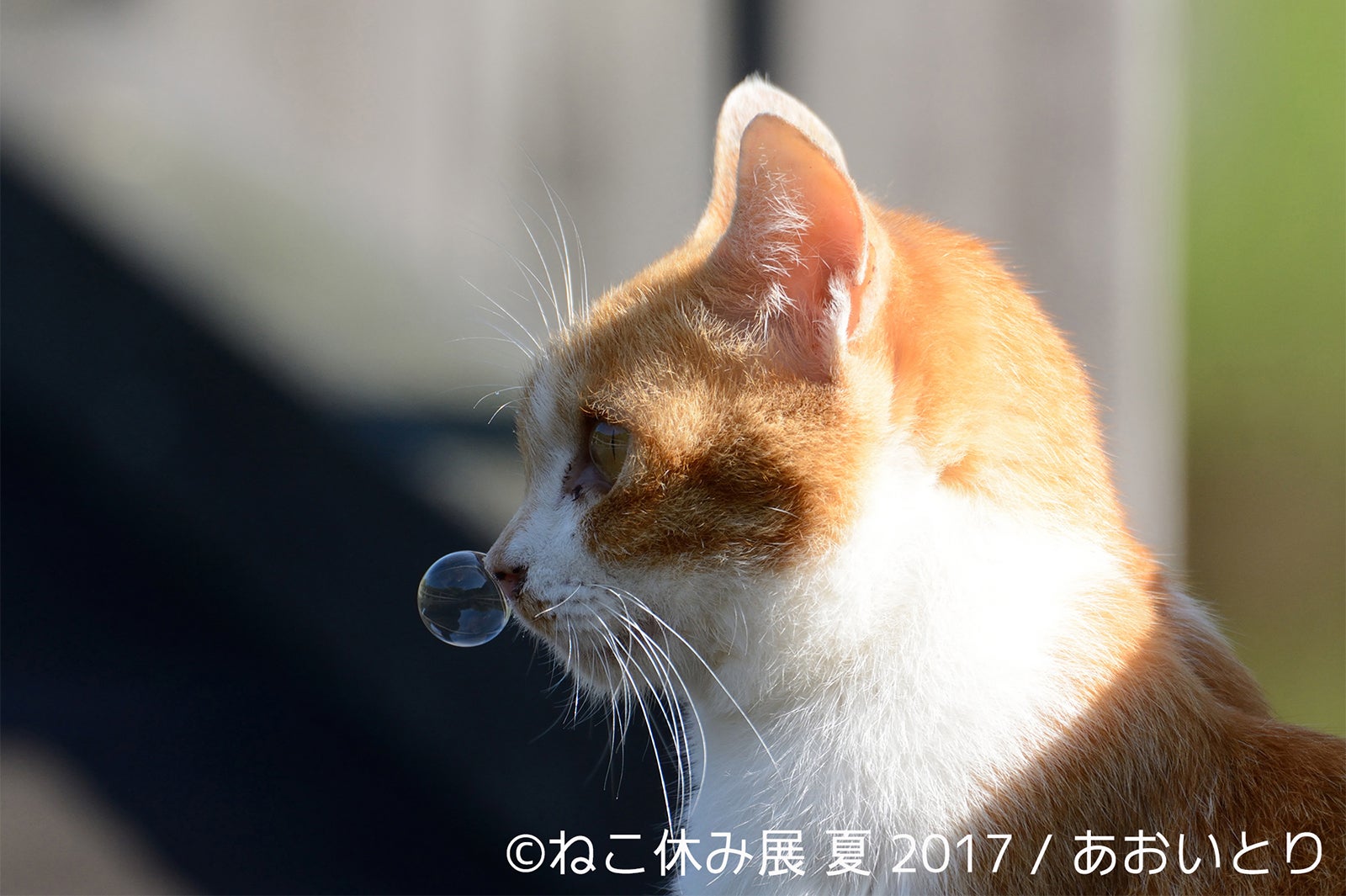 ねこ休み展／画像提供：BACON