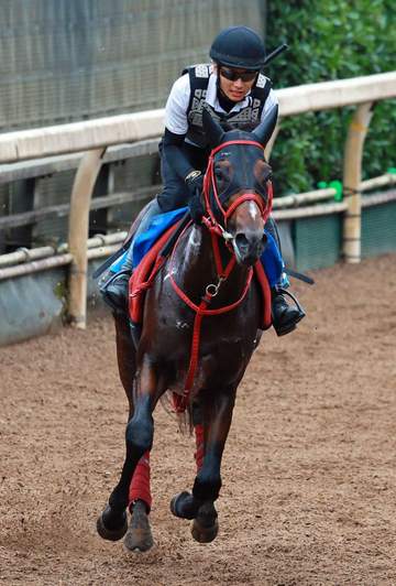 【毎日王冠】ドラゴンブースト増した集中力 1週前追いは抜群の動き 藤野師は太鼓判「申し分ない状態」