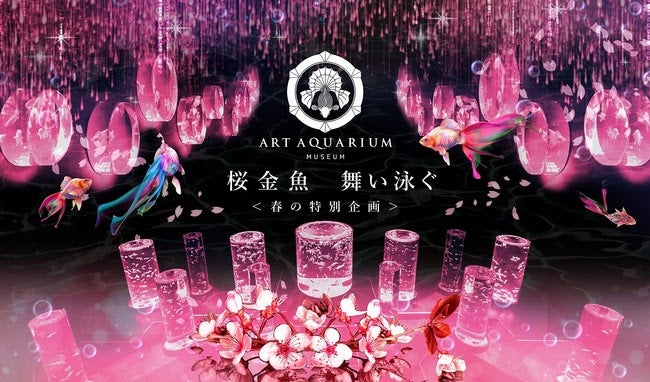 アートアクアリウム美術館 桜金魚 舞い泳ぐ 春限定演出が初開催 女子旅プレス アートアクアリウム美術館 桜金魚 舞い泳ぐ 春限定演出が初開催 女子旅プレス