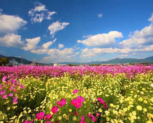 関西で楽しむイベント! 10月上旬のおすすめカレンダー【2025年10月1日(水)~10日(金)編】