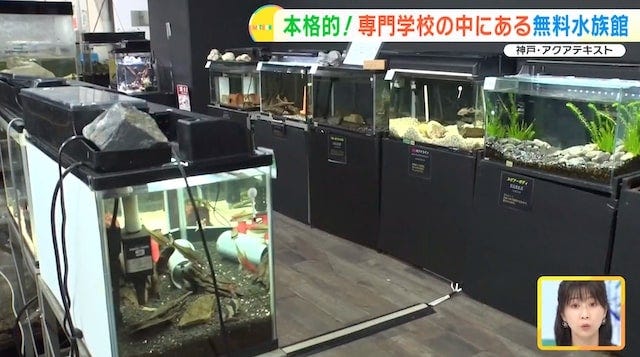 【兵庫】大人も子どもも無料で楽しめる！学校内にある「穴場の水族館」