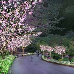  サクラガーデン ～冬の桜並木～／画像提供：京阪電気鉄道株式会社