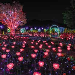 あしかがフラワーパーク「光の花の庭」/画像提供:ぴあ