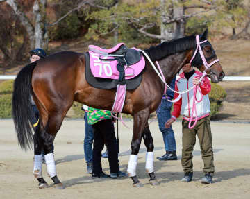 チューリップ賞Vのタイセイボーグに左前肢第一指骨剥離骨折が判明 3カ月の休養