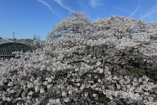 ソメイヨシノの古木／画像提供：京都府