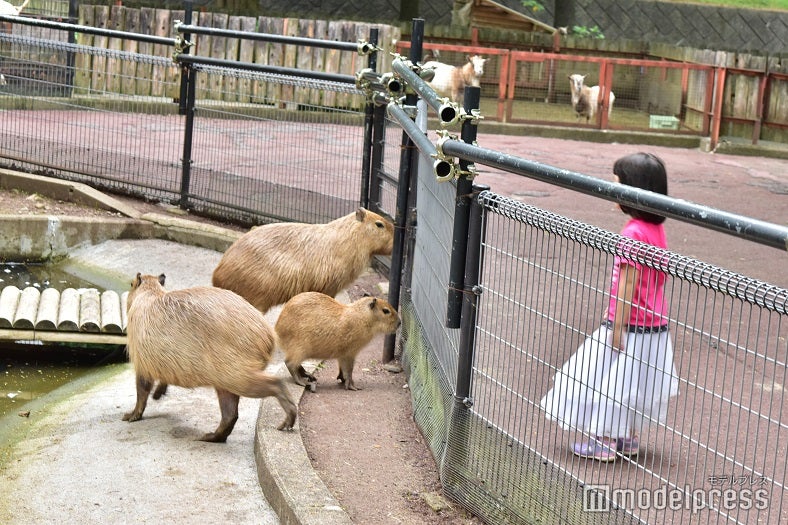 カピバラの赤ちゃんもいるいる～