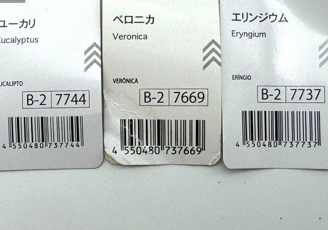 ユーカリ　ベロニカ　エリンジウム　JANコード