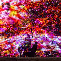 福岡城 チームラボ 城跡の光の祭／画像提供：チームラボ