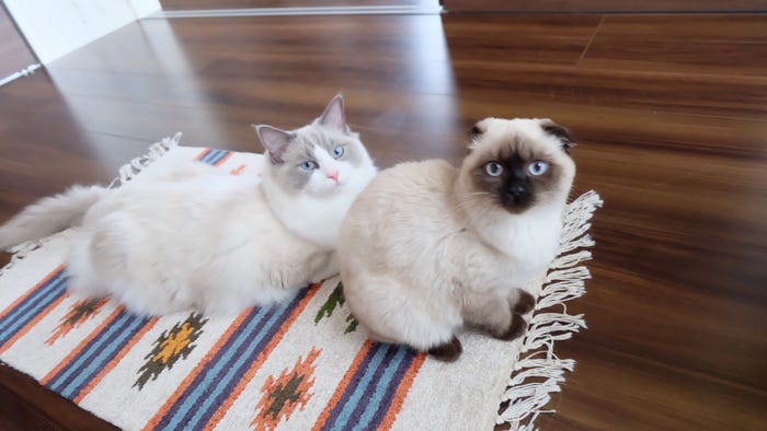 フジヤマとキリシマこまり/画像提供:所属事務所