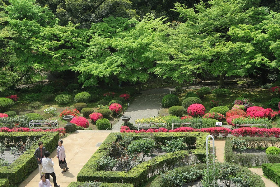 旧古河庭園バラとつつじ