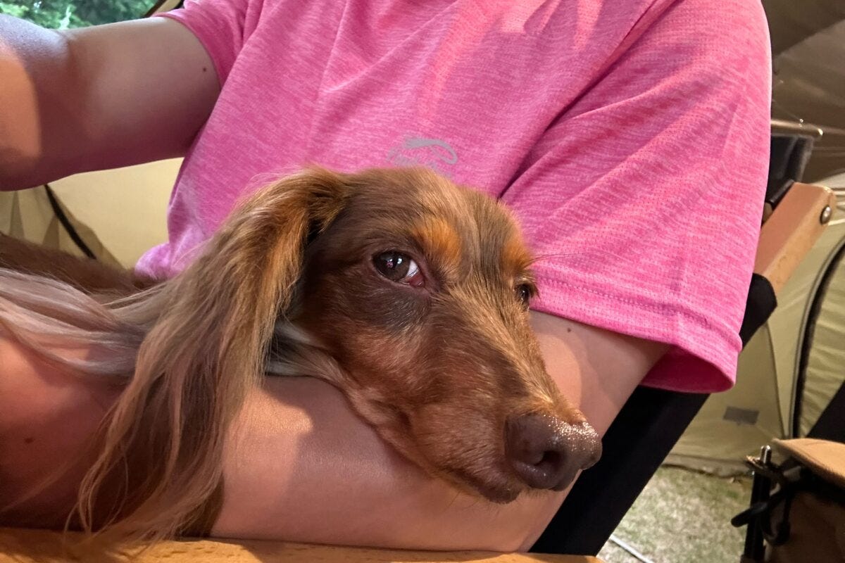 ダックスフンドのちるくん