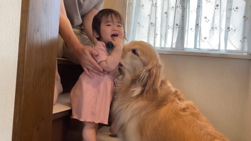 愛犬の優しさに涙腺崩壊!一歳児のお昼寝を見守るゴールデンレトリバーの深い愛情