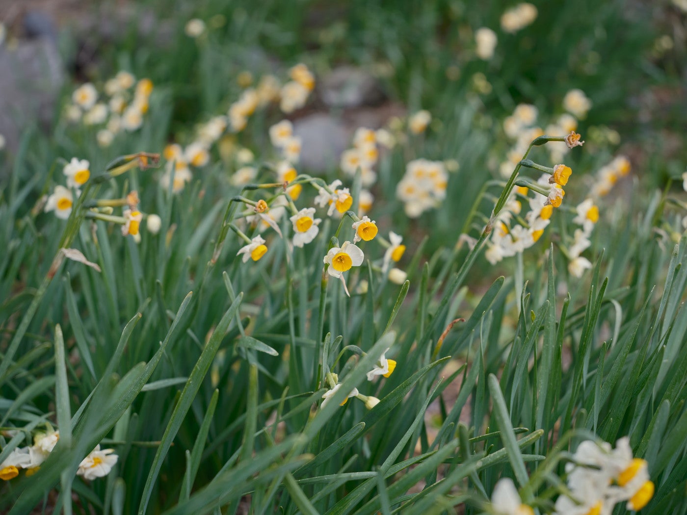 咲き誇る越前水仙は丈夫で茎がしっかりしています／提供画像