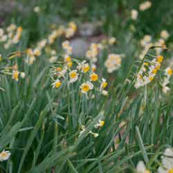 咲き誇る越前水仙は丈夫で茎がしっかりしています/提供画像