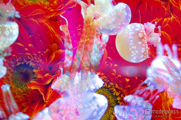 蜷川実花の創る極彩色の クラゲアート空間 水族館と初コラボ 女子旅プレス