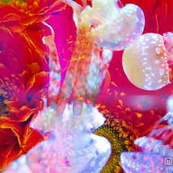 「蜷川実花×すみだ水族館クラゲ万華鏡トンネル」キービジュアル(昼)/画像提供:すみだ水族館【モデルプレス】