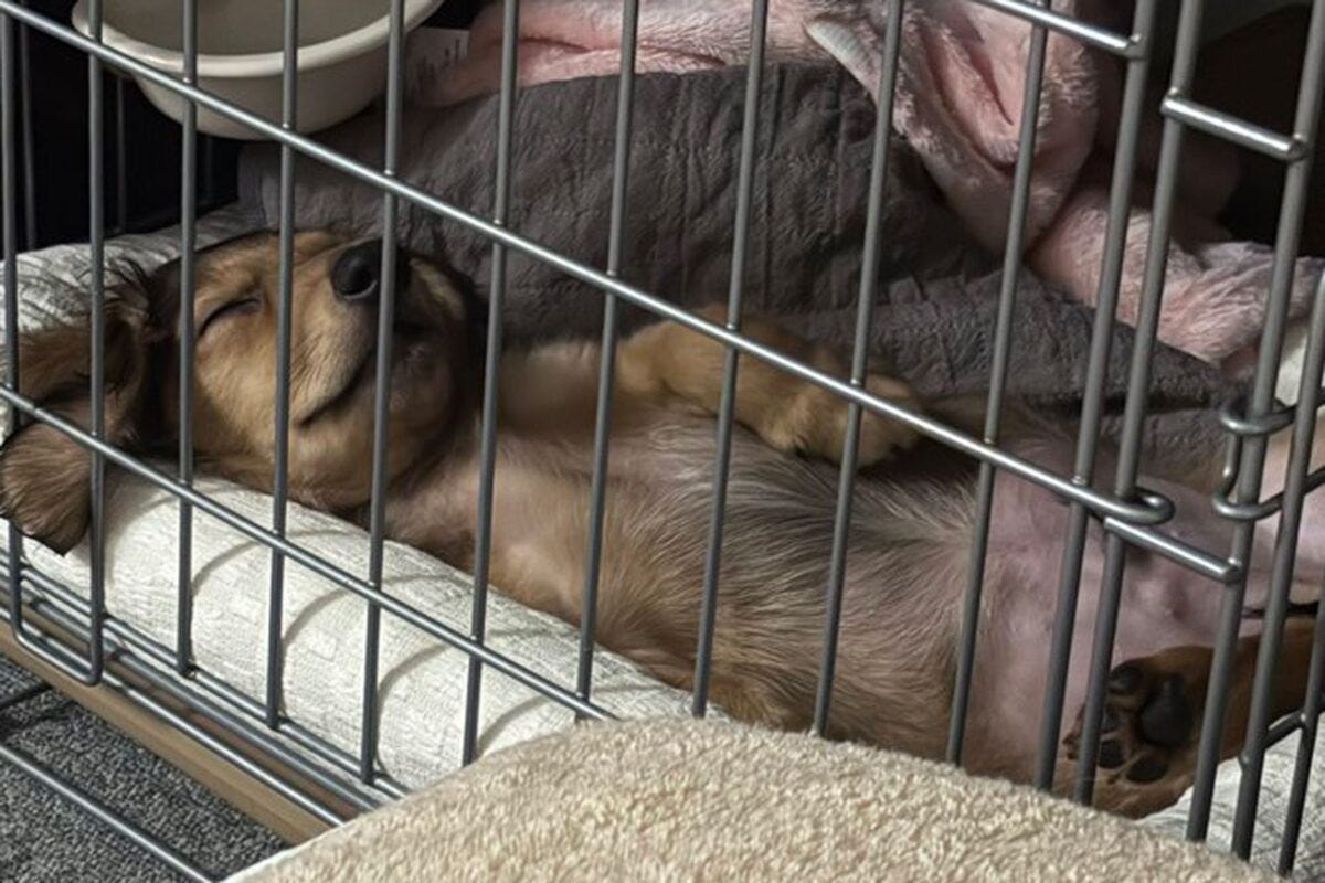 ケージで眠るスバルくん