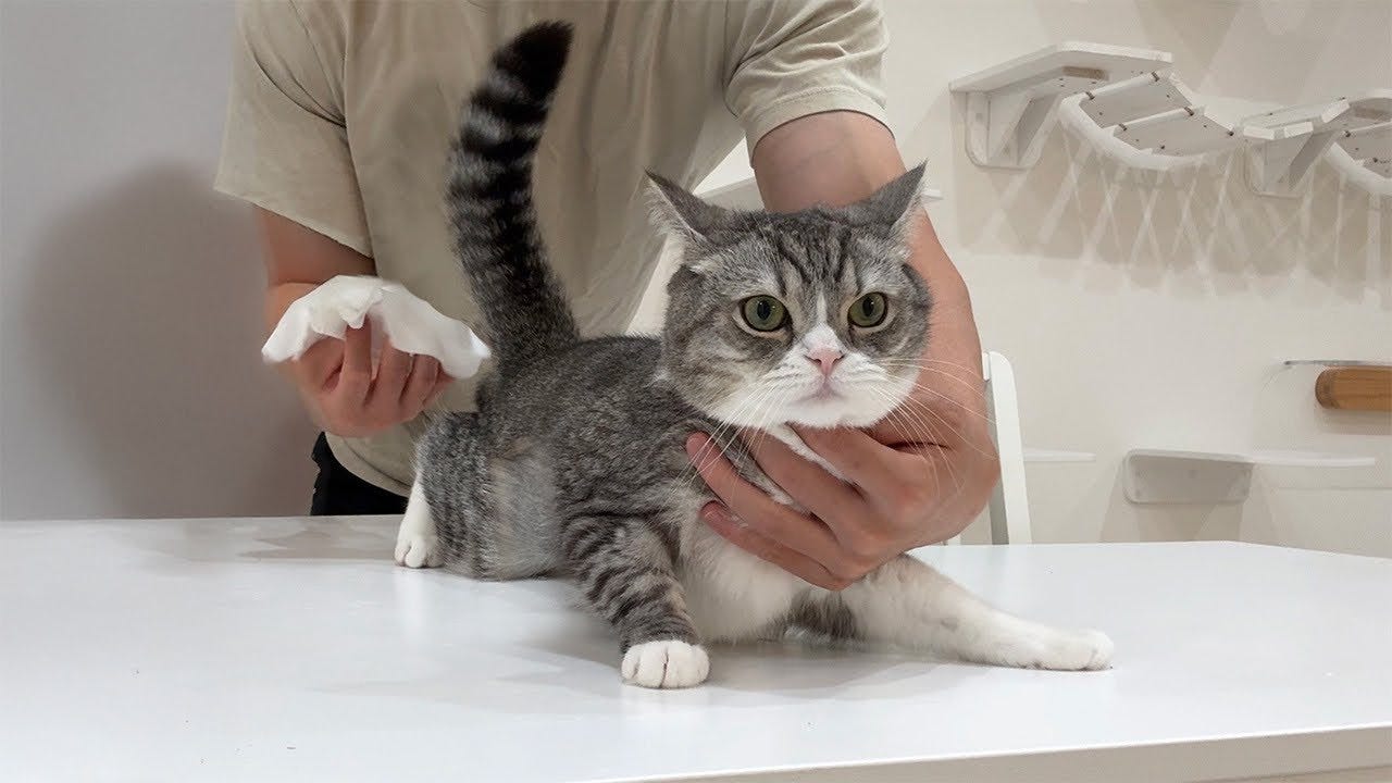 猫のお尻から激臭！？1年ぶりに肛門腺絞りに挑戦・・・