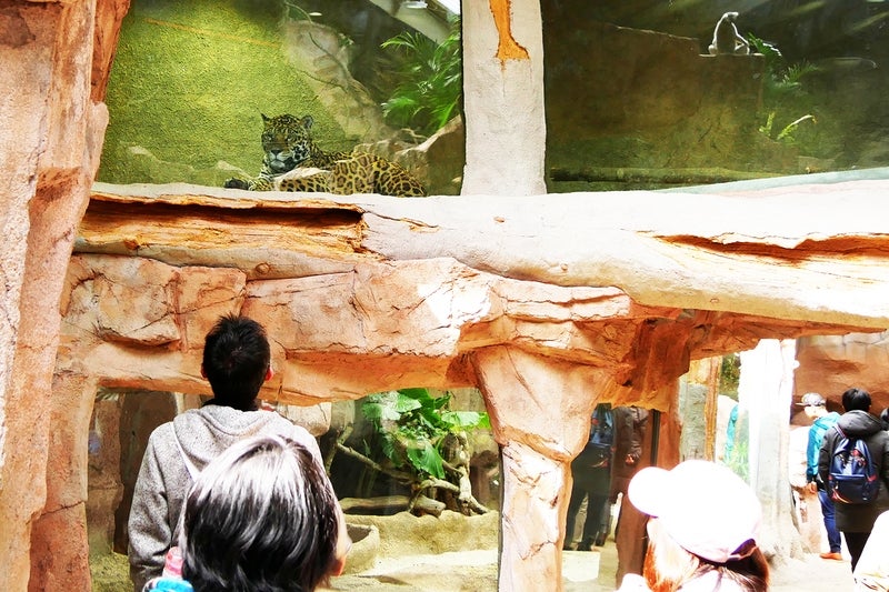 ジャガーの展示場／画像提供：那須どうぶつ王国